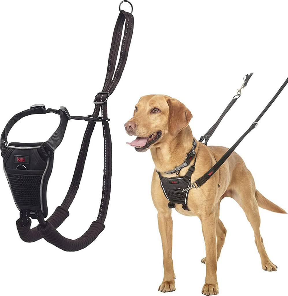 dog walking equipment