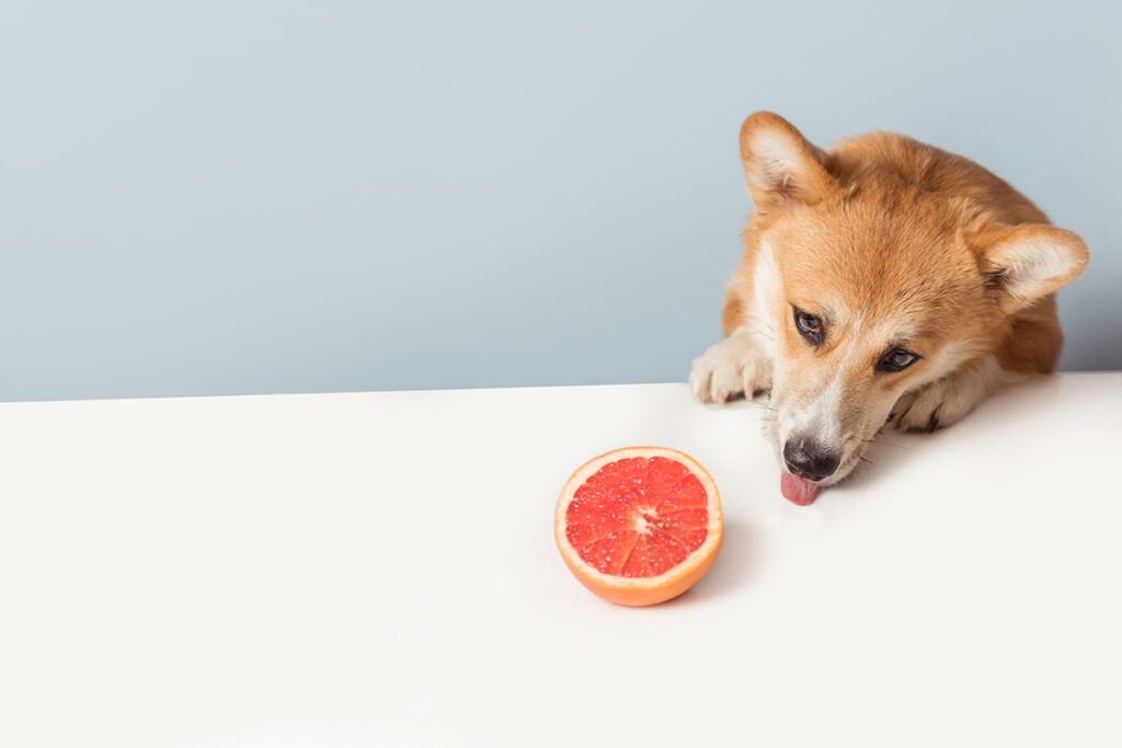 Citrus and dog
