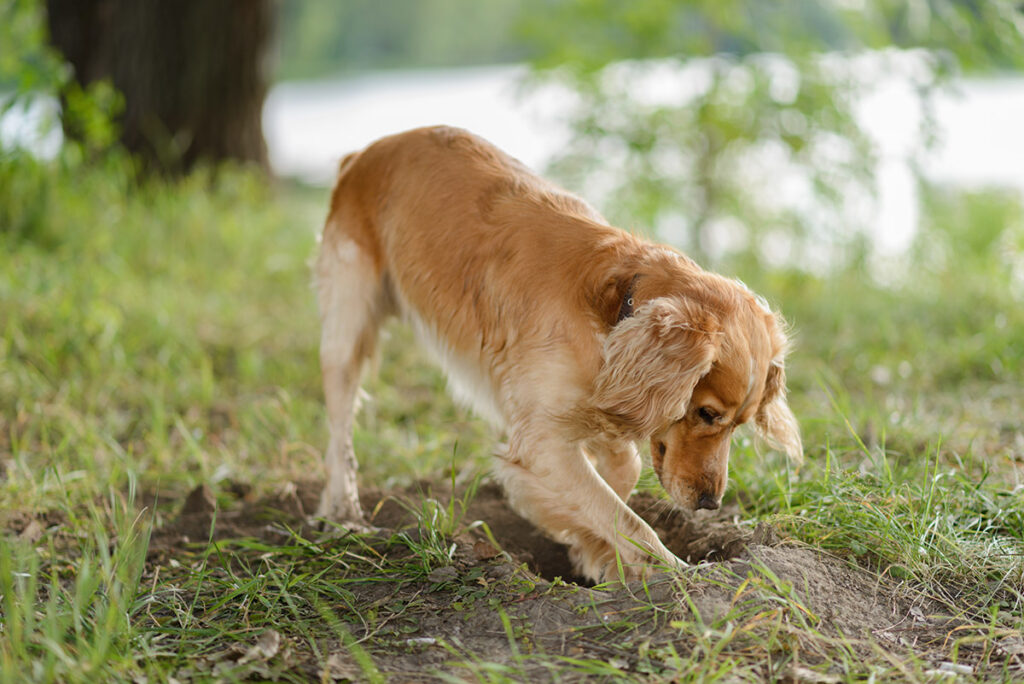 Cocker Spaniel dig a hole