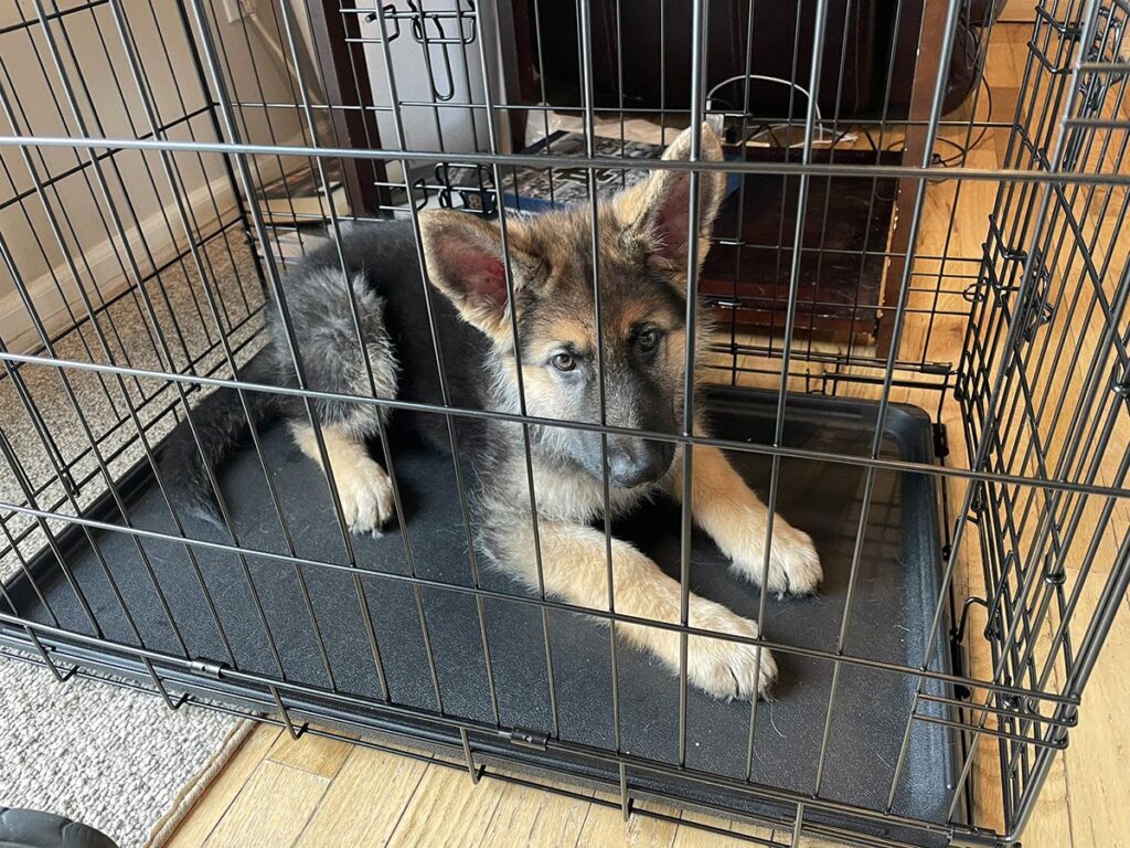 Dog Crate Training
