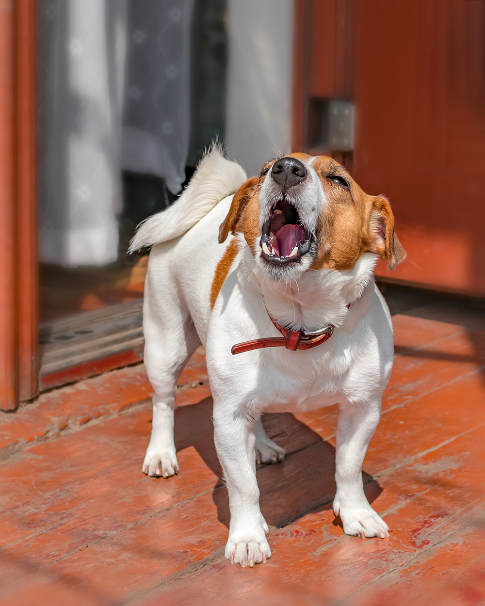 Dog is barking