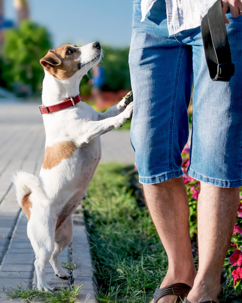 Dog jump on People
