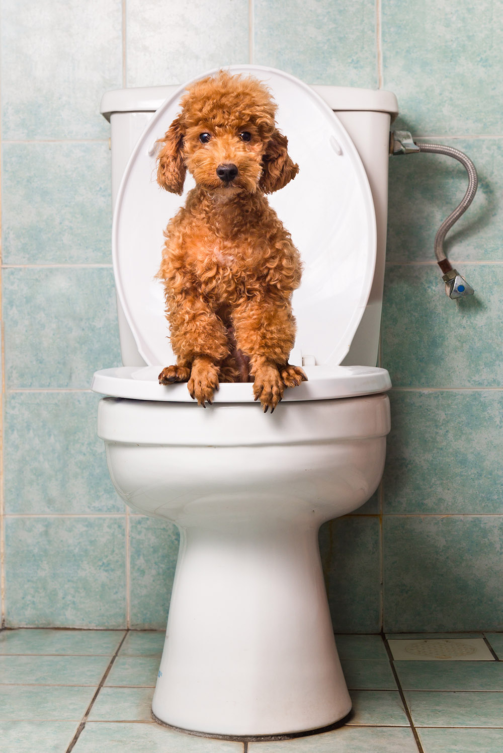 Potty Train A Puppy
