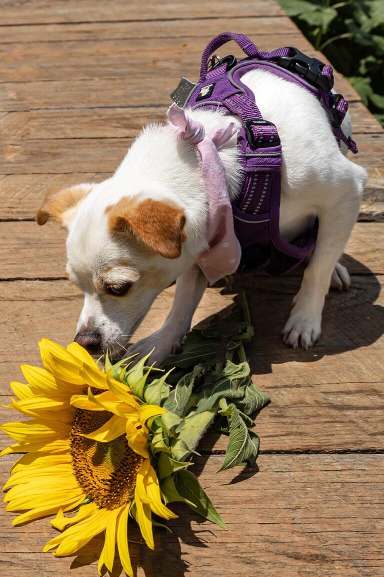 What Smells Do Dogs Hate? 15+ Odors To Keep Canines Away