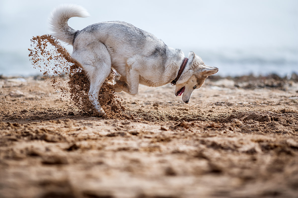 dog digging