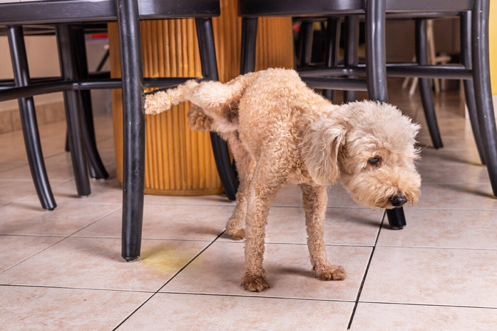 dog is Marking Its Territory