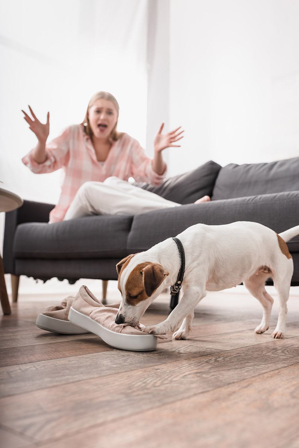 dog is chewing