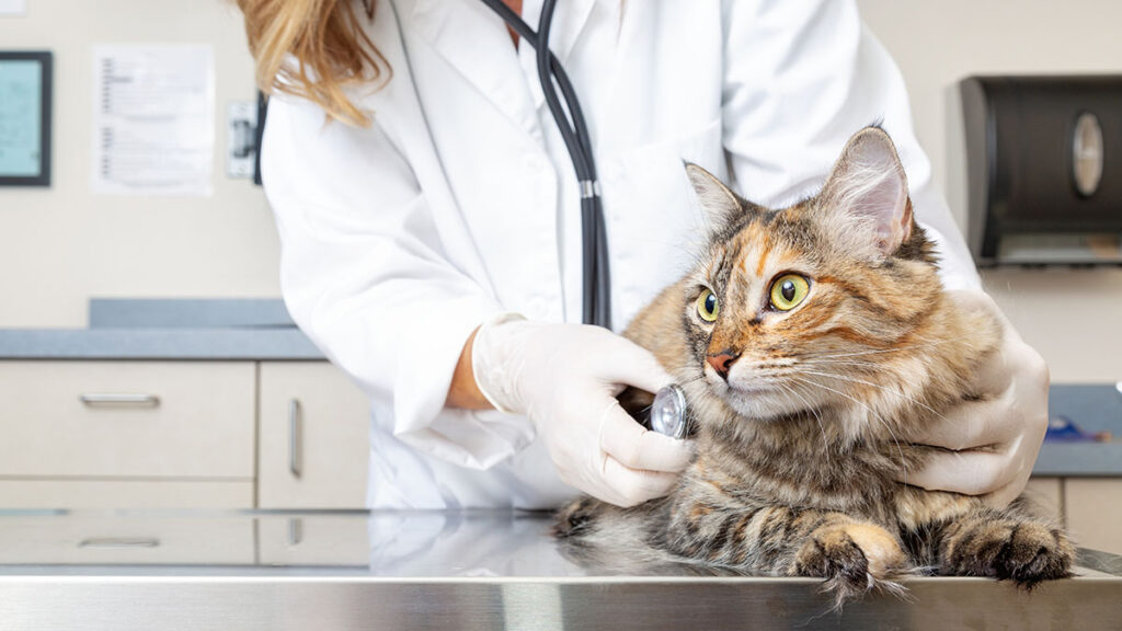 Cat on Exam Table