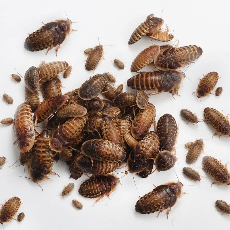 Dubia roaches - protein source for ants