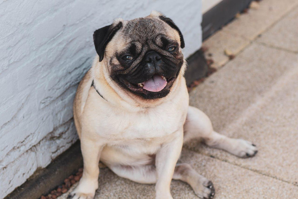 Share Adorable Pet Videos