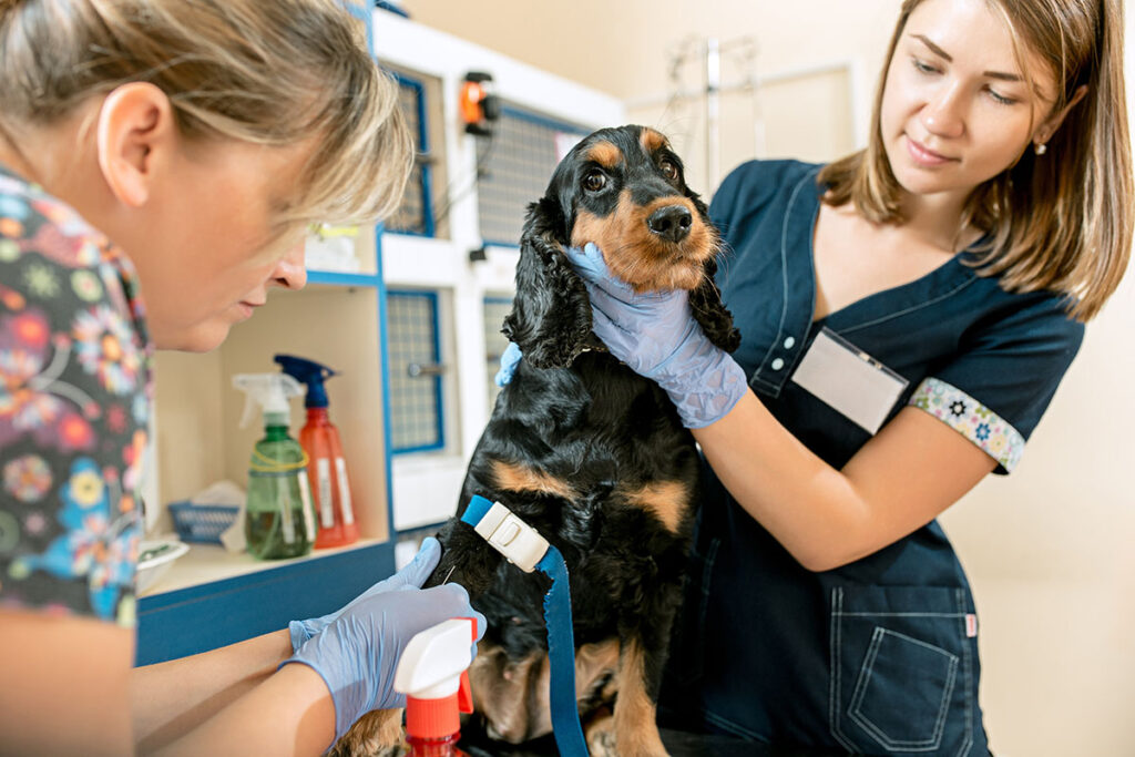 The medicine, pet care and people concept - dog and veterinarian doctor at vet clinic