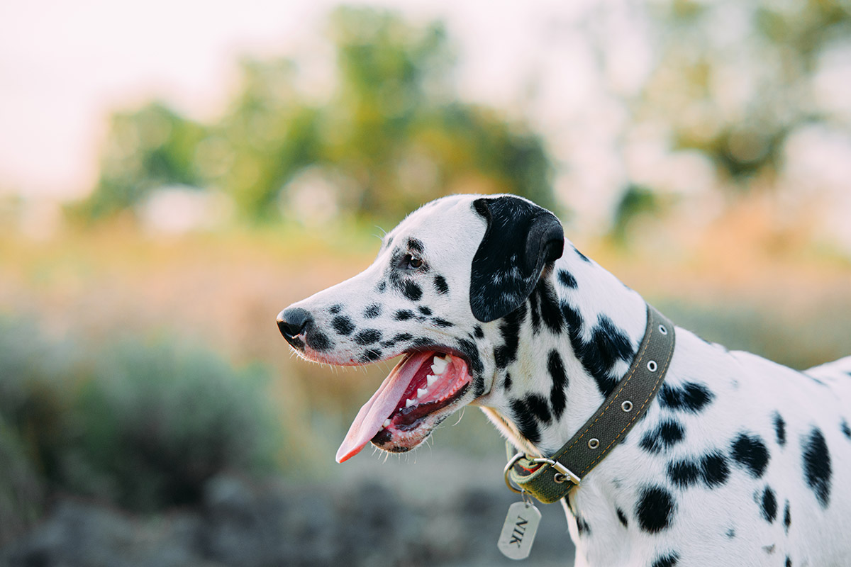 Dog Name Tags