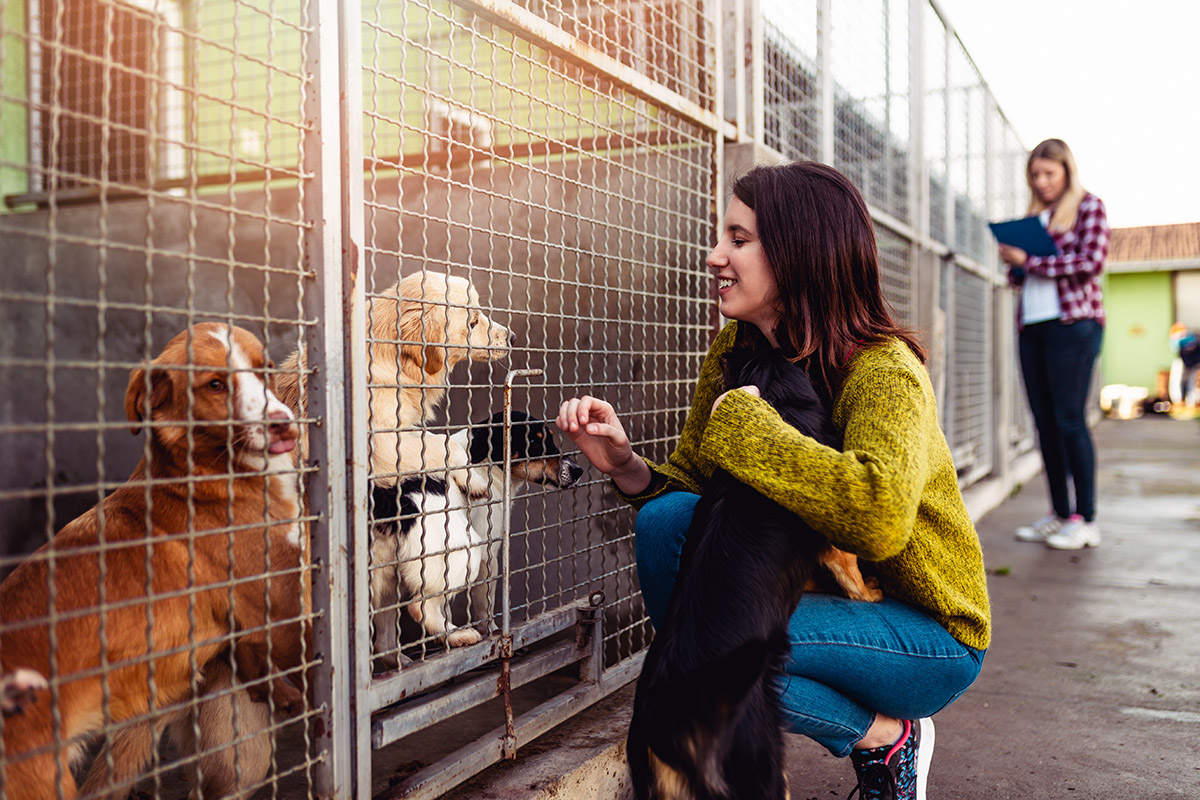 dog adopting