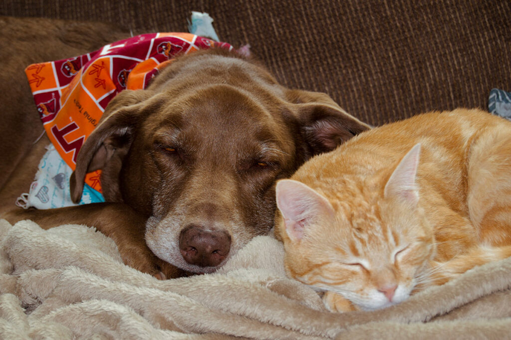 dog sick