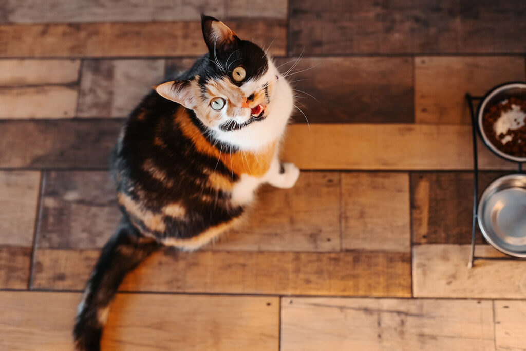 cat meowing