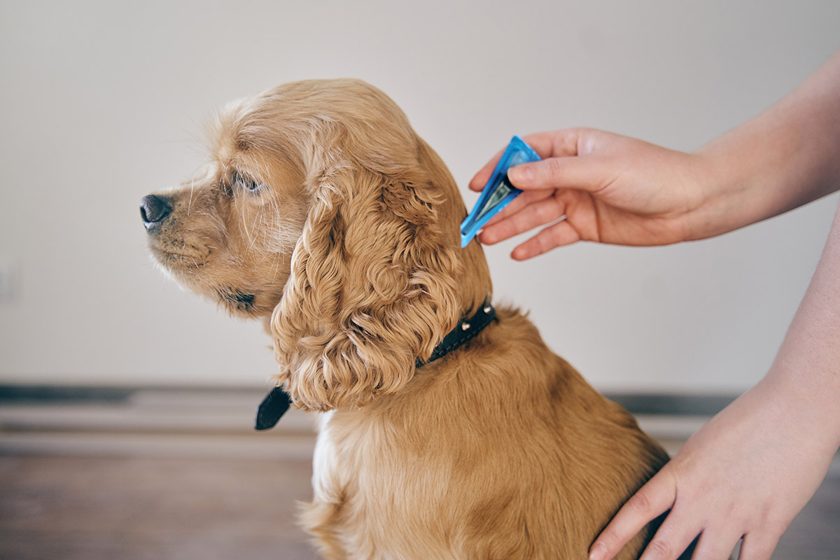 Flea And Tick Dog