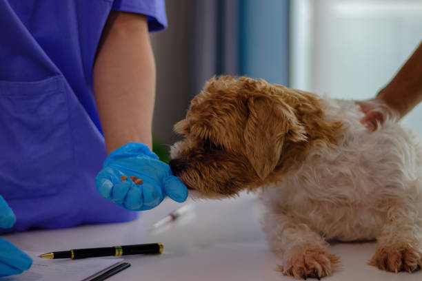 Flea pet prevention