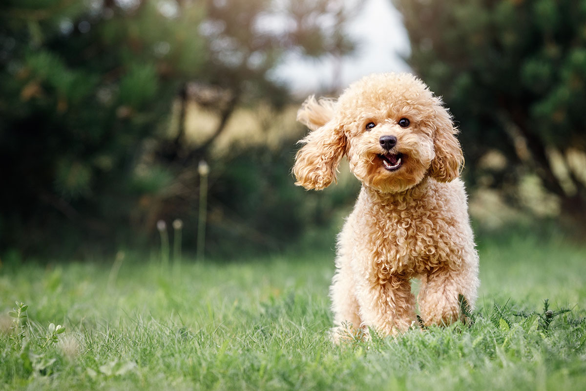 dog outdoor space