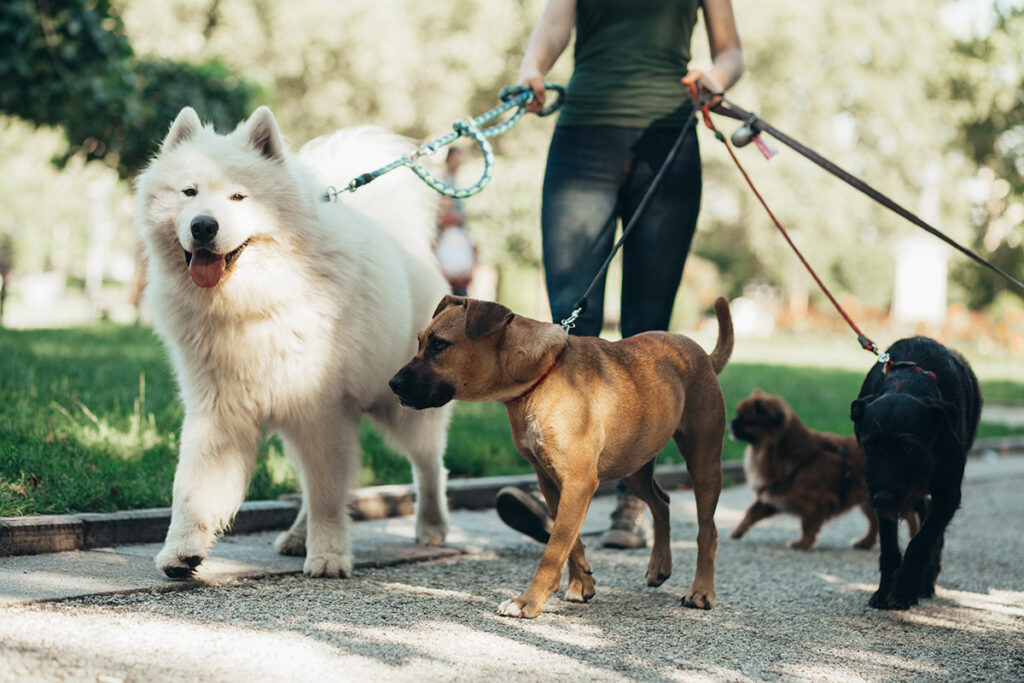 dog walking in hot weather