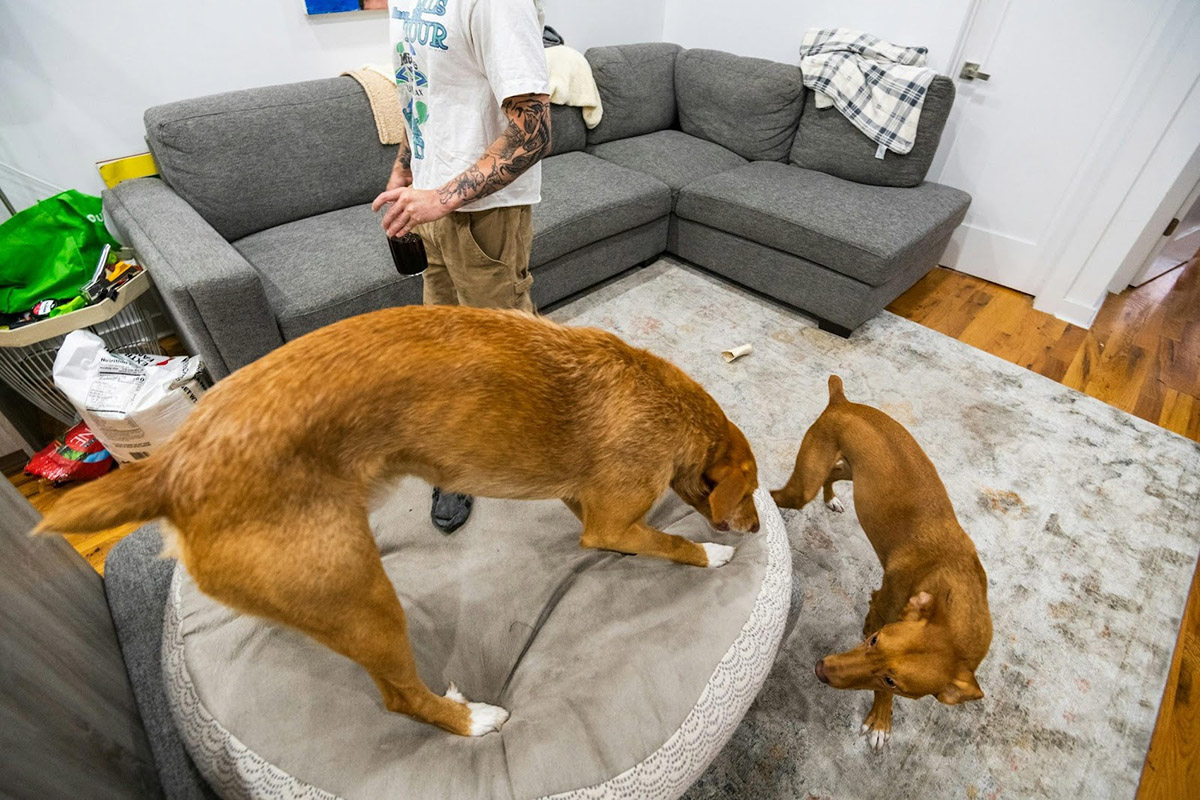 Pet Ideas for Students