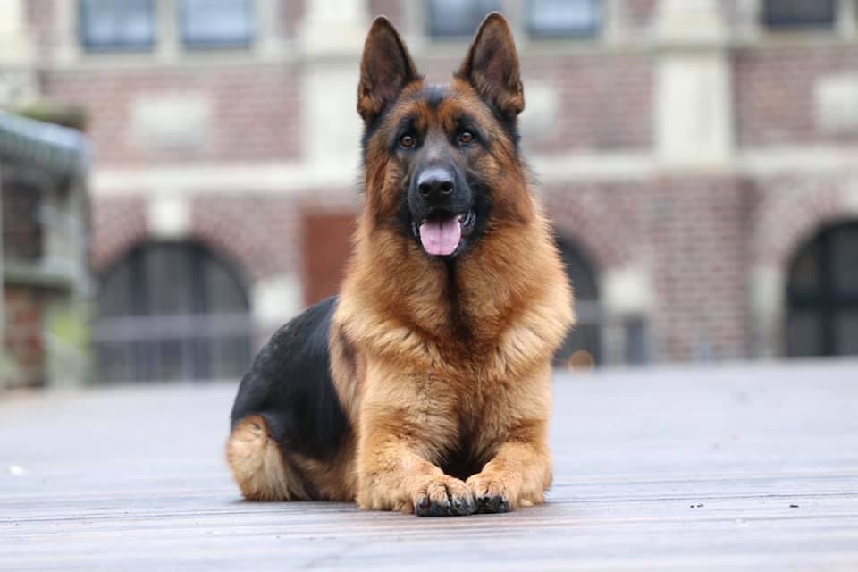German Shepherd