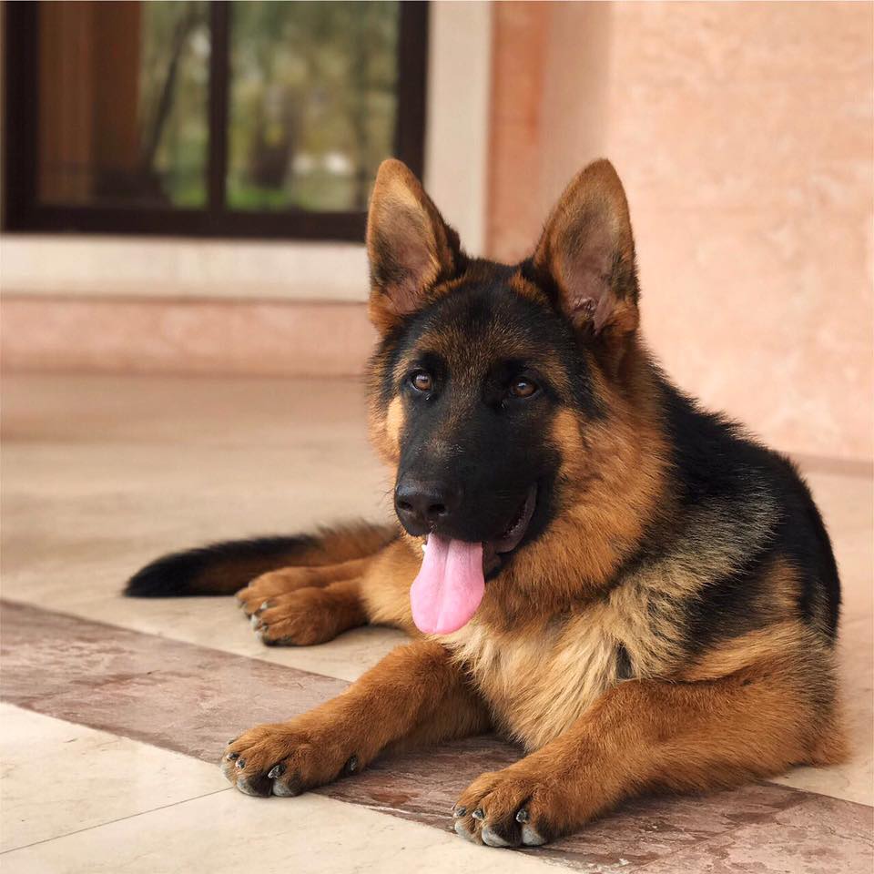 German Shepherds Shed