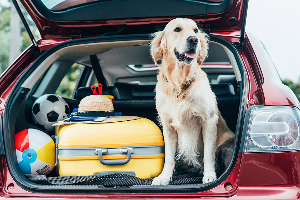 Dog with car