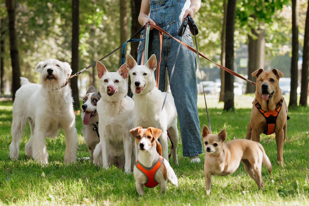 Professional dog walker