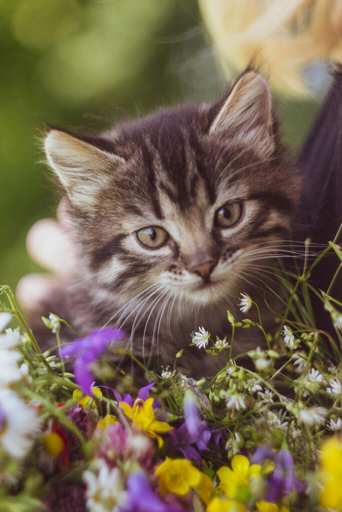 cat and flower