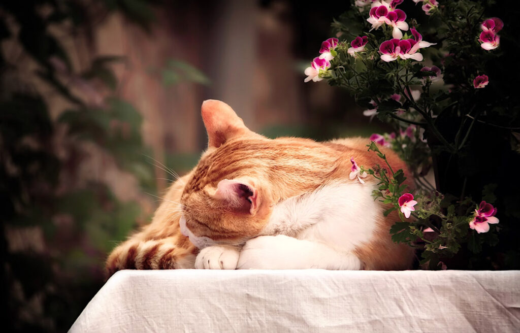 cat sleep near flower