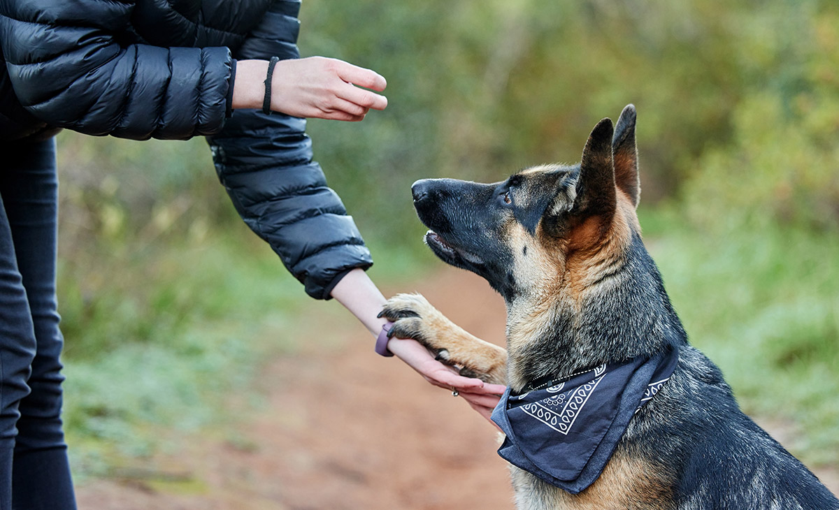 German Shepherd Exercise