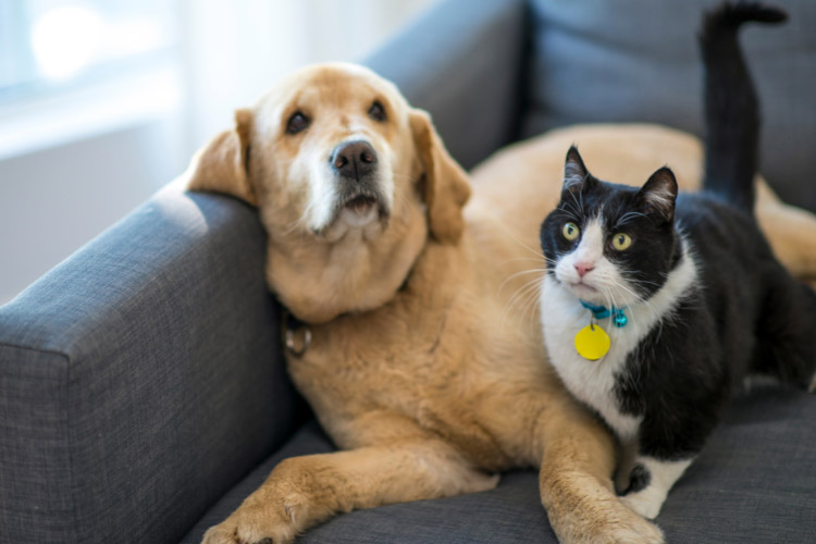 Moving With Pets