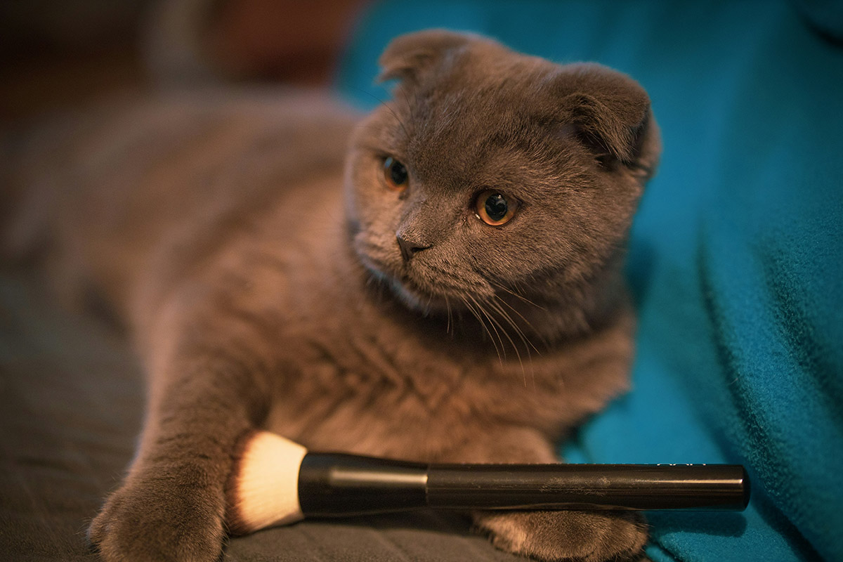 Scottish Fold Cat