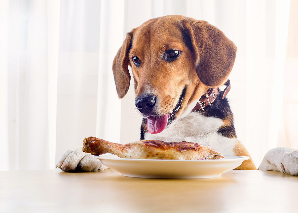 chicken feet for dogs