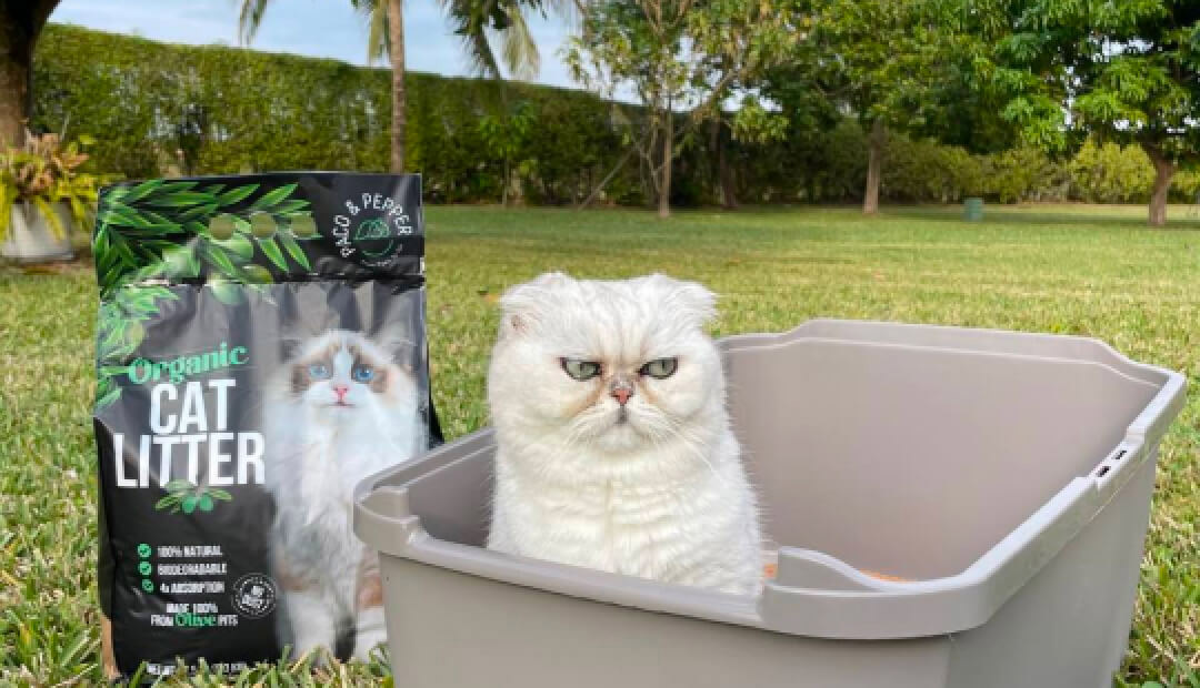 Cat Litter