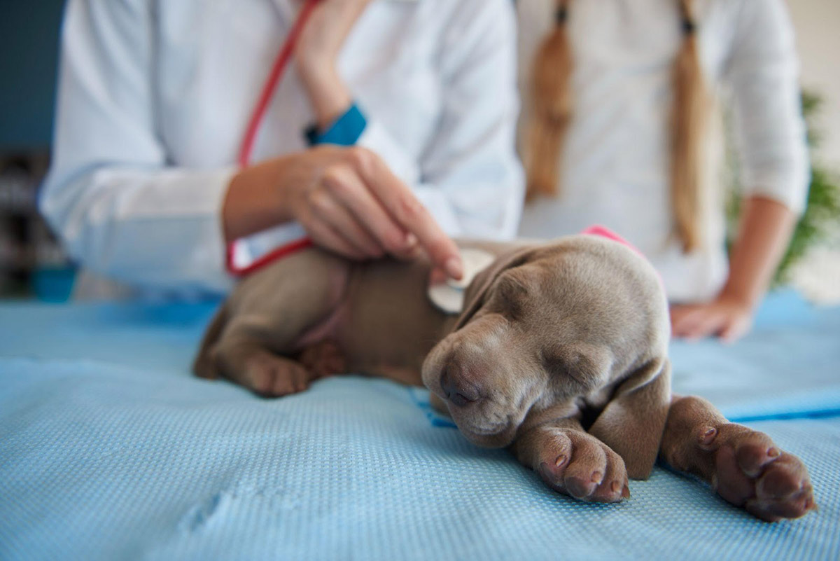 Disease Signs Dog