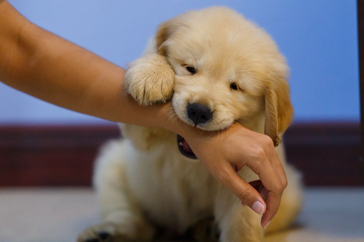 Dog Bites at Dog Daycare