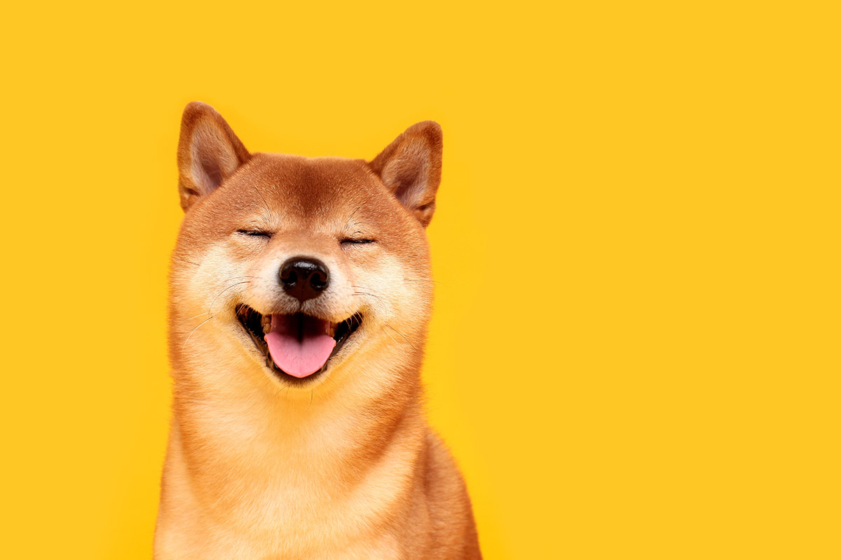 Dog Portraits
