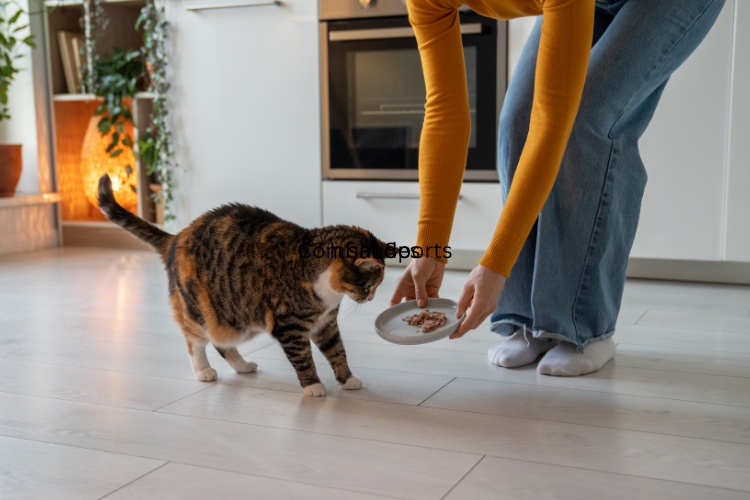 Pet Sitting Experiences