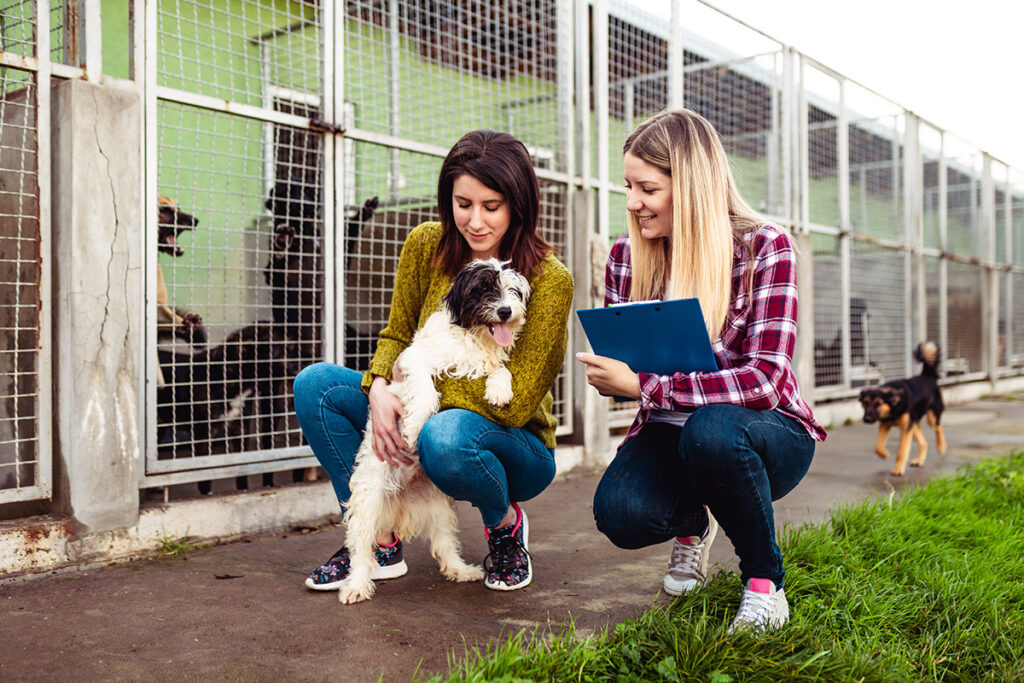 adopt pet