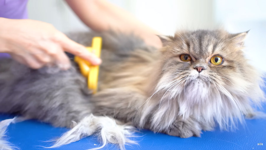 brush hair cat