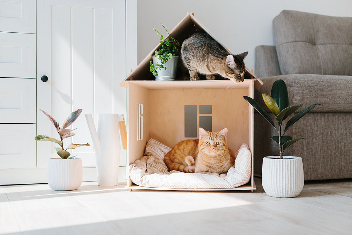 Cat in wooden cat house