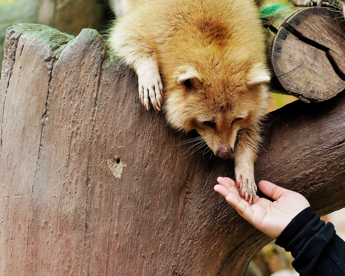 raccoon and human