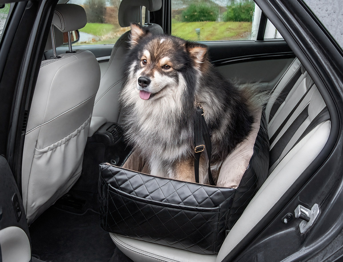 Dog Car Seat