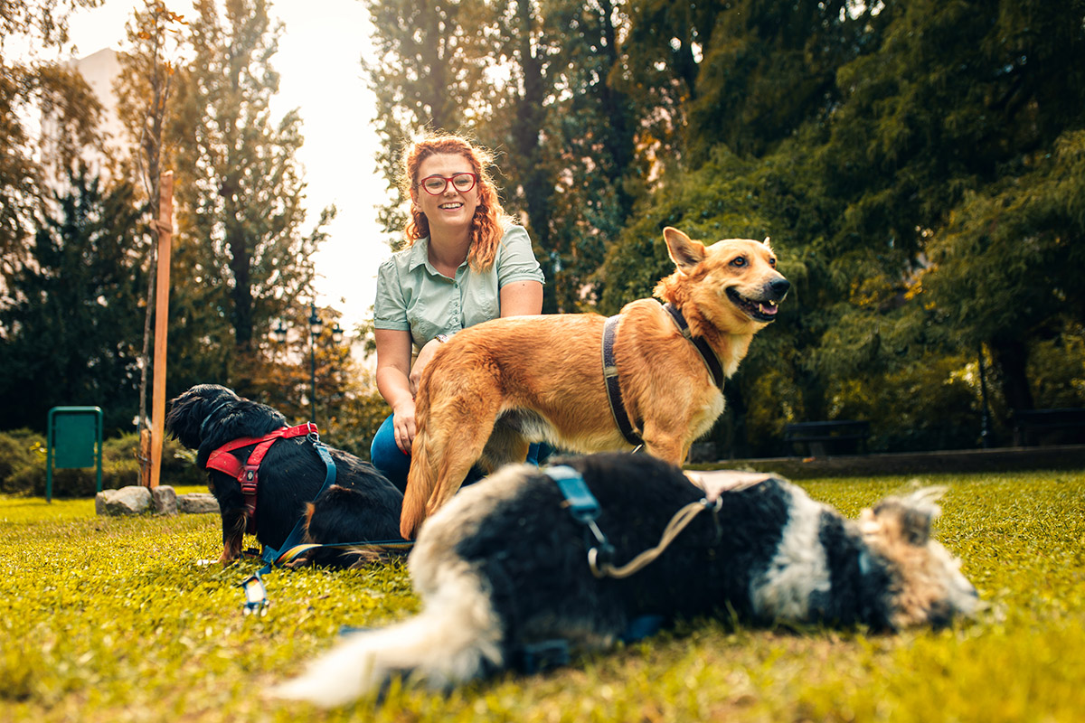 Dog Outdoor Activities