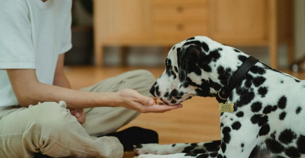 Dog Training