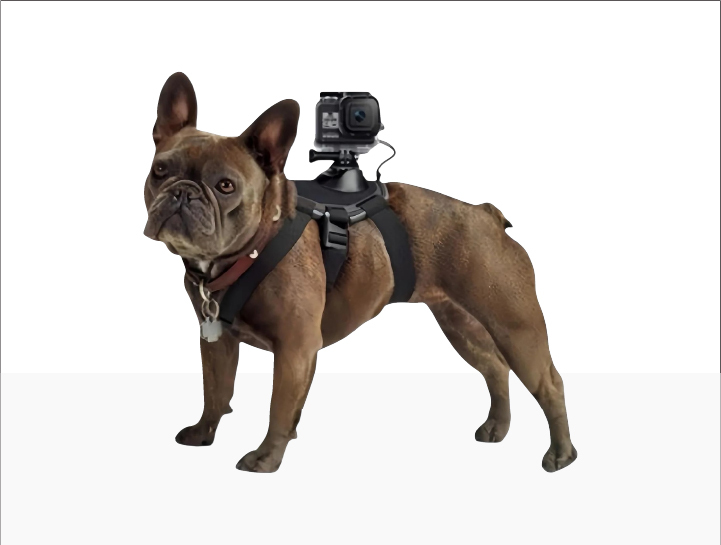Harness Bulldogs 1