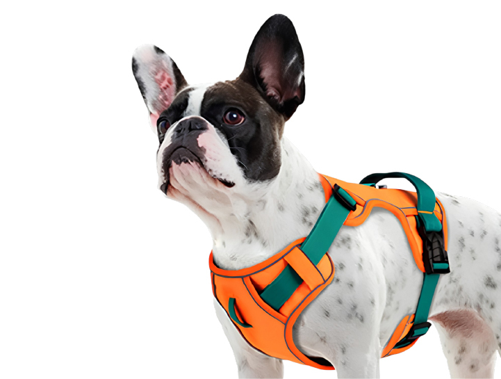 Harness Bulldogs 2
