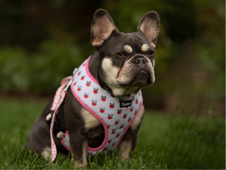 Harness Bulldogs 3