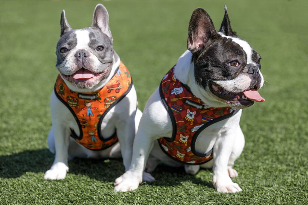 Harness for French Bulldogs